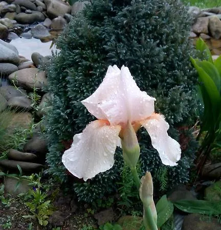 Penzion Gostynniy Dvir *