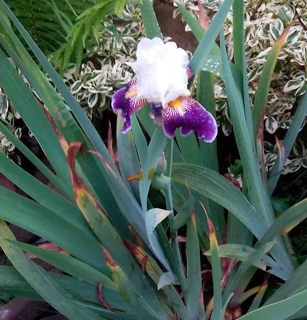 Guest house Sadyba Gostynniy Dvir