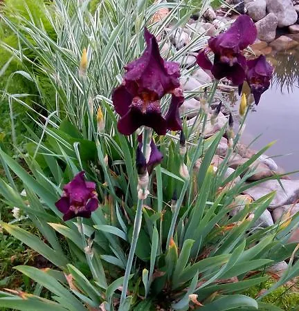 Guest house Sadyba Gostynniy Dvir *